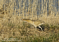 : Botaurus stellaris; Eurasian Bittern