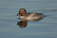 : Bucephala clangula; Common Goldeneye