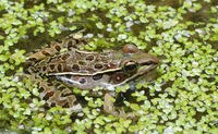 : Rana sphenocephala; Southern Leopard Frog