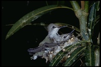 : Calypte costae; Costa's Hummingbird