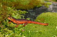 : Taricha sierrae; Sierra Newt