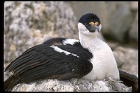 : Phalacrocorax bransfieldensis; Antarctic Shag