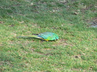 : Psephotus haematonolus; Red Rumped Parrot