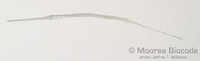 : Fistularia commersonii