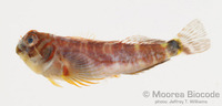 : Stanulus seychellensis