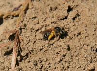: Andrena miserabilis