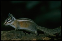 : Tamias speciosus; Lodgepole Chipmunk