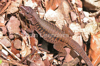 : Ameiva leptophrys
