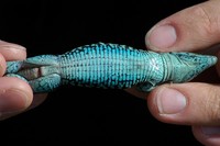 : Ameiva quadralineata