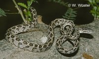 : Boiga multomaculata; Spotted Cat Snake