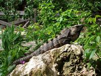 : Ctenosaura similis; Spiny-tailed Iguana