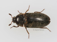 : Dermestes maculatus
