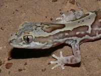 : Diplodactylus steindachneri
