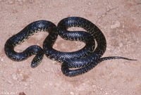 : Lampropeltis getula nigra; Black Kingsnake