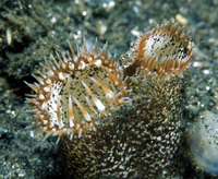 : Saxidomas nuttalli; Washington Clam