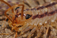 : Scutigera coleoptera; House Centipede