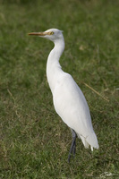 Mesophoyx intermedia   Intermediate Egret photo