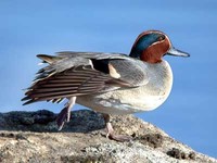 쇠오리 Anas crecca | green-winged teal