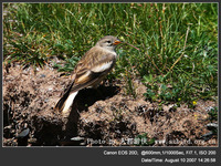 Montifringilla nivalis White-winged Snowfinch 白斑翅雪雀 116-000