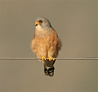 Lesser Kestrel