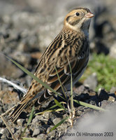 Lapland Longspur Calcarius lapponicus