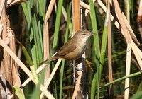 チュウヨシキリ Clamorous Reed-Warbler Acrocephalus stentoreus