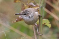 Paddyfield Warbler