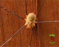 Opilio canestrinii