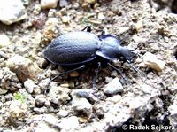 Carabus dufouri