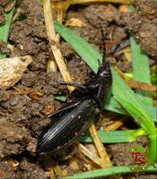 Pterostichus melanarius - Carabid beetle