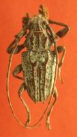 Steirastoma breve