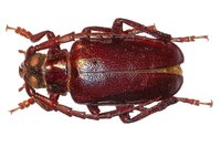 Prionus insularis insularis