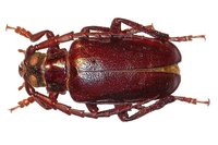 Prionus insularis insularis