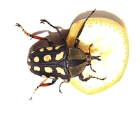Amaurodes passerini