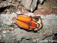 Mecynorrhina ugandensis