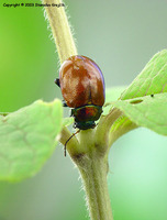 Chrysolina polita