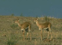ORIBI - Ourebia ourebi