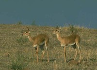 ORIBI - Ourebia ourebi