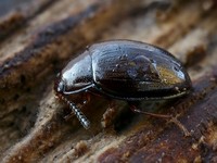 Scaphidema metallicum