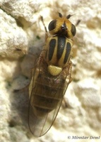 Chlorops pumilionis