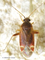 Psallus haematodes