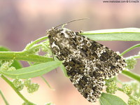 Polymixis polymita