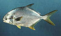 Trachinotus carolinus, Florida pompano: fisheries, aquaculture, gamefish, aquarium