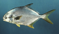 Trachinotus carolinus, Florida pompano: fisheries, aquaculture, gamefish, aquarium