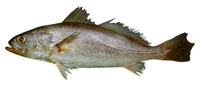 Cynoscion similis, Tonkin weakfish: fisheries