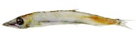 Magnisudis atlantica, Duckbill barracudina: