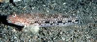 Istigobius decoratus, Decorated goby: aquarium