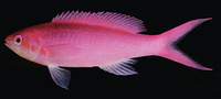 Pseudanthias pascalus, Amethyst anthias: