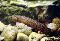 Galaxias brevipinnis, Koaro: fisheries, bait