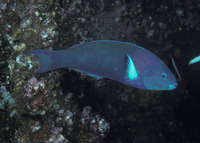 Thalassoma grammaticum, Sunset wrasse: